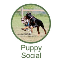 Puppy Social